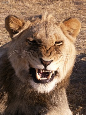 Imagem 7